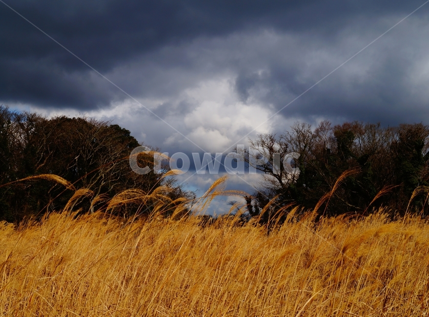 갈대,갈대밭,자연,숲,날씨,제주,겨울,가을,가을,계절,fall,autumn,season,자연,풍경,nature,landscape,weather,field,들,outdoors,옥외,grassland,목초지