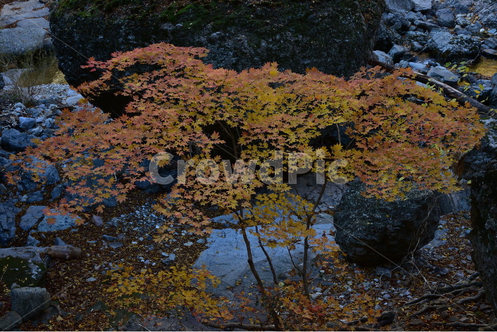 주황산,경북청송,주황산단풍,국립공원,청송,단풍,가을단풍,가을,계절,fall,autumn,season,land,땅,outdoors,옥외,nature,자연,water,물,plant,식물,tree,나무