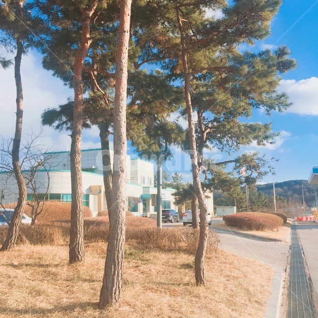 도로,감성,나무,초록색,하늘,예쁜,낮,자연,풍경,nature,landscape,tree,plant,식물,tree trunk,나무 줄기