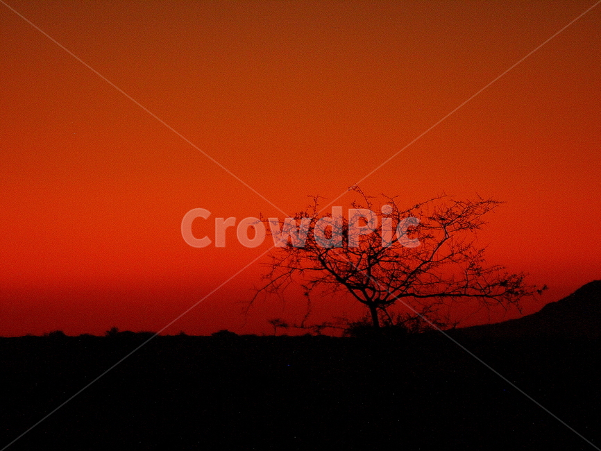 하늘,노을,사막,나무,sky,sunset,dessert,tree