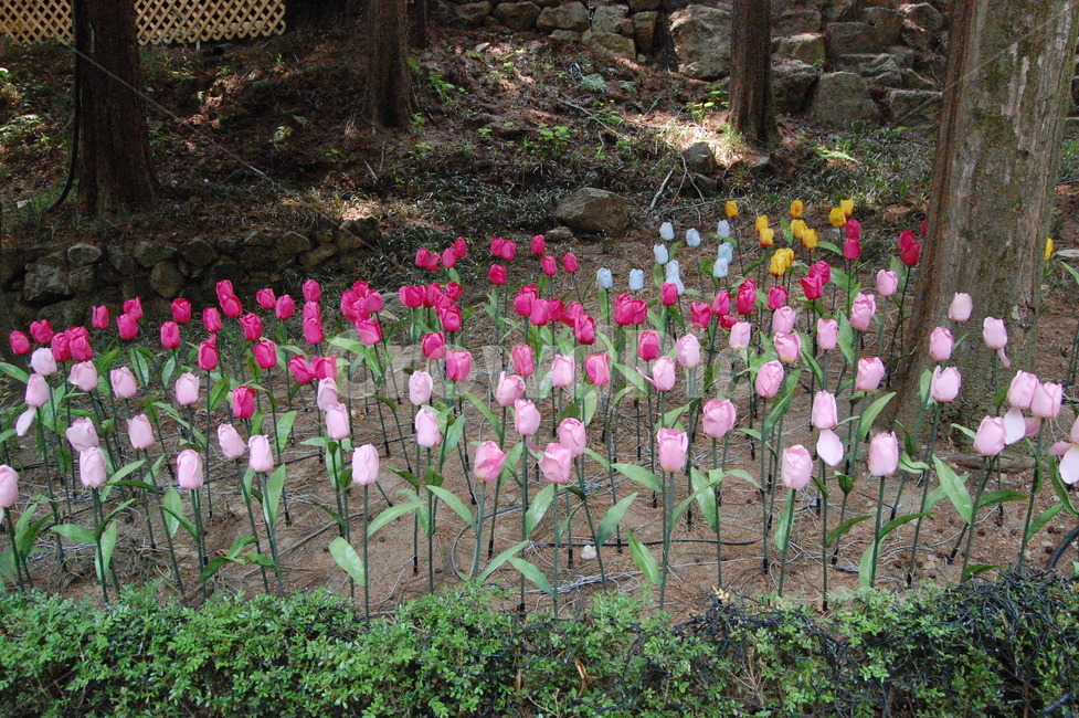 튤립,봄,자연,꽃,flower,spring,tulip,nature,분홍꽃,따뜻함