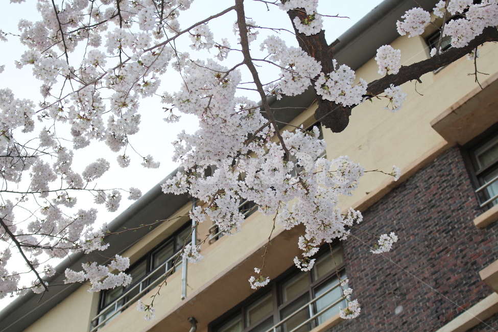 봄,벚꽃,교정,학교,꽃,tree,cherryblossom,봄,계절,spring,season,식물,자연,plants,nature,꽃,flower,plant,cherry blossom,blossom