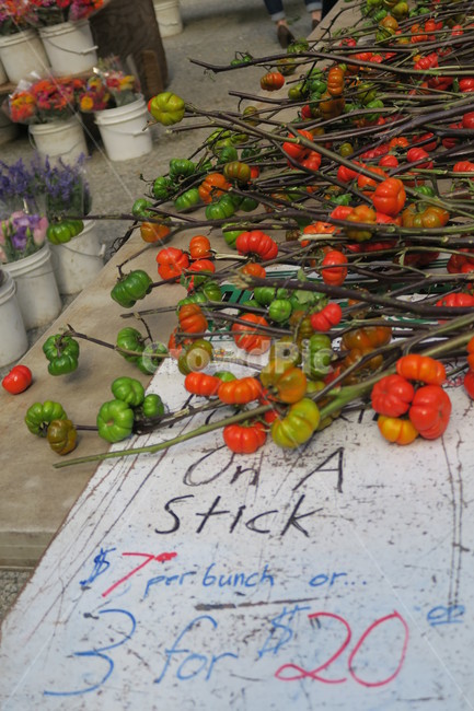할로윈,장식,호박,시장,pumpkintrees,꽃,가을,인테리어,데코,시장,마트,마켓,market,mart,market place