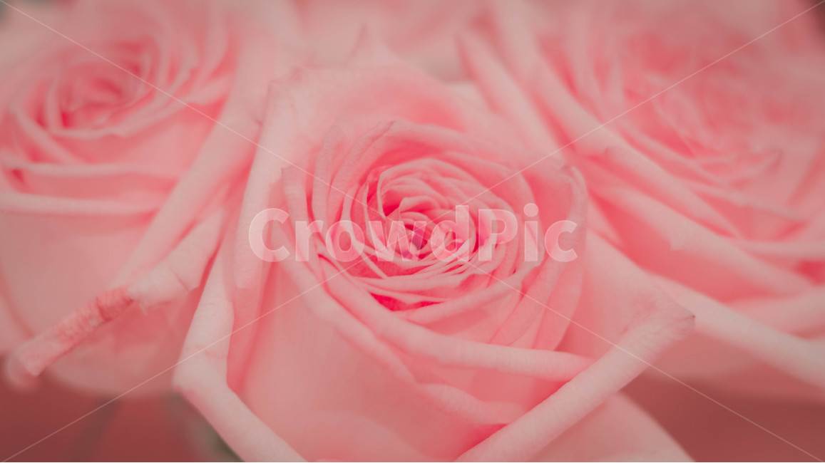 장미,꽃,핑크,분홍장미,장미꽃,꽃,flower,색깔,색상,색채,색감,color sense,color sensitivity,feeling of color