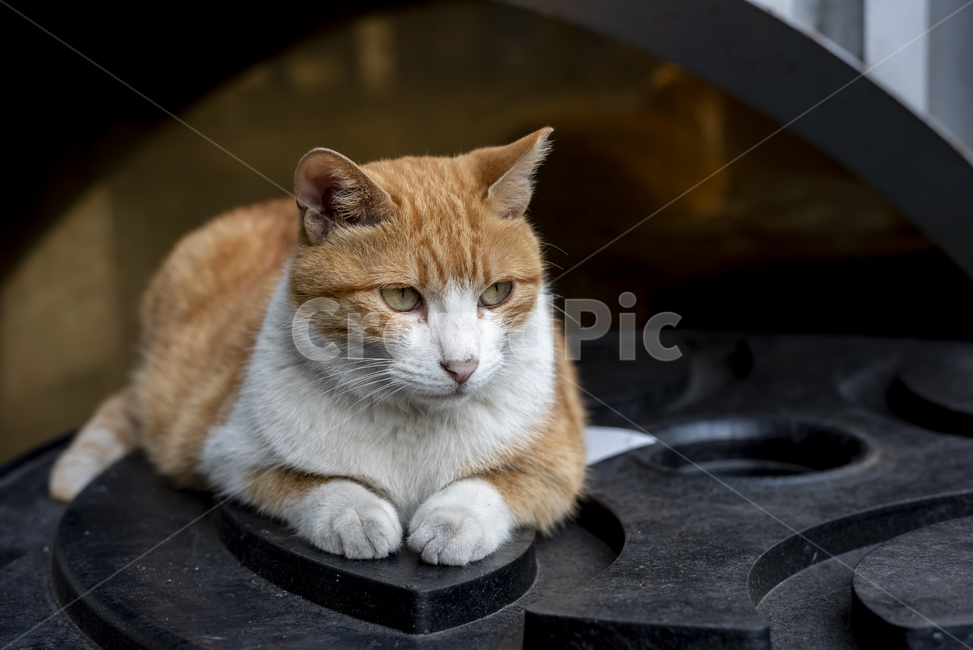 길고양이,고양이,앉다,표정,귀엽다,갈색,흰색,눈동자,야옹이,동물,animal,포유류,mammal,고양이,cat,kitten,kitty