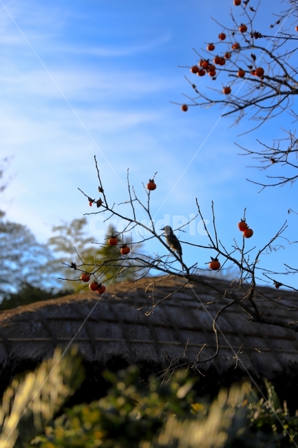 직박구리,감,홍시,새,나무,시골,감성,하늘,제주도,가을,계절,fall,autumn,season,시골,마을,풍경,landscape,country,rural,town,동물,animal,조류,새,birds,bird,leaf,잎,plant,식물