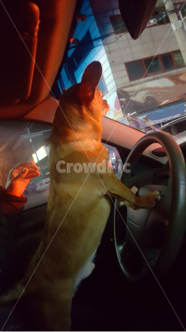 개,운전,강아지,뛰뛰,빵빵,부릉부릉,동물,animal,포유류,mammal,개,강아지,dog,doggy