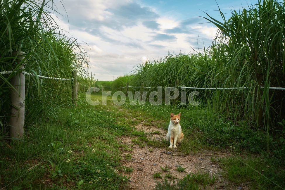 고양이,길냥이,억새풀,억새밭,동물사진,cat,kitty,길고양이,자연,숲속,동물,animal,포유류,mammal,고양이,cat,kitten,kitty