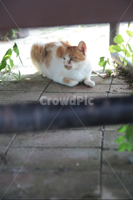 동물,고양이,원두막,아래,그늘,서울,하늘공원,cat,동물,animal,포유류,mammal,고양이,cat,kitten,kitty