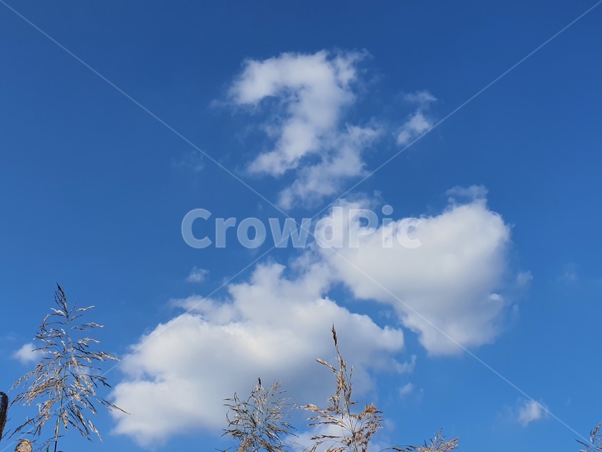 하늘,가을,갈대,구름,맑음,푸른하늘,자연,nature,sky,자연,풍경,nature,landscape