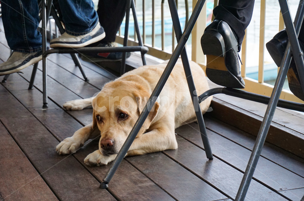 강아지,리트리버,개,반려동물,동물,동물,animal,포유류,mammal,개,강아지,dog,doggy