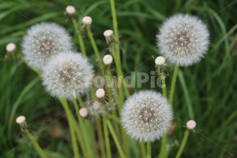 plant,식물,blossom,flower,꽃,dandelion,민들레,자연,nature,식물,자연,plants,nature
