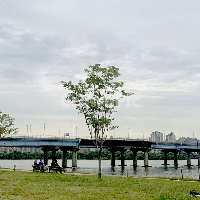 한강,나무,공원,자연,소풍,tree,park,한국도시풍경,한국도시경관,korea cityscape