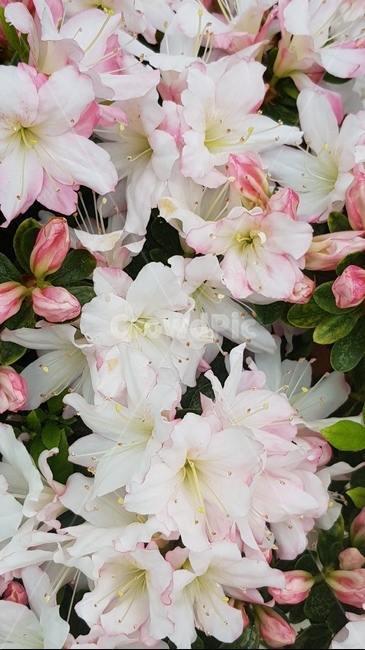 철쭉,봄,봄꽃,flower,식물,blossom