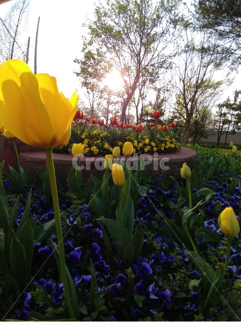 꽃,튜울립,튤립,노란튤립,노란색,식물,자연,plants,nature,꽃,flower
