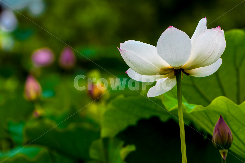 연꽃,연잎,습지,청초,순결,자연,문양,식물,자연,plants,nature,꽃,flower