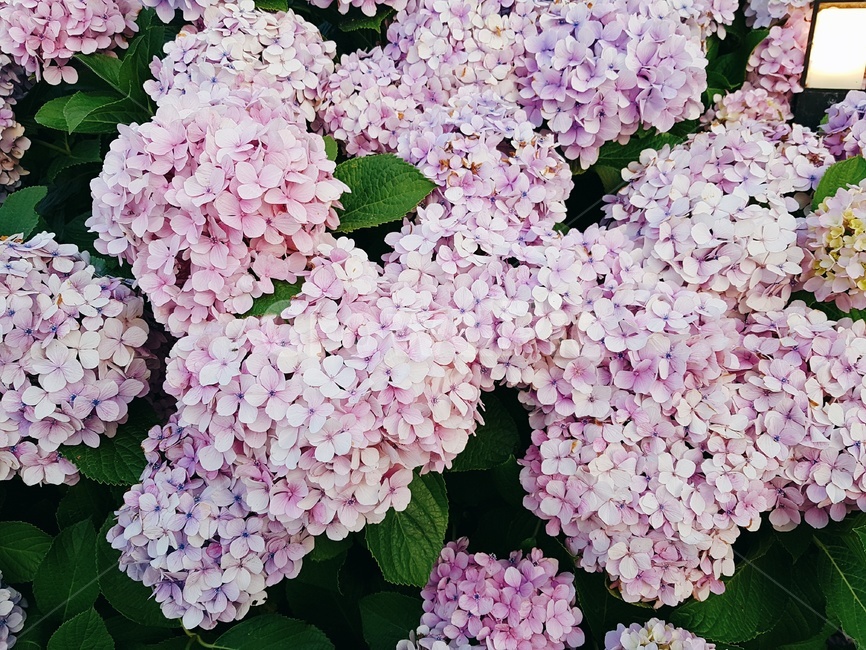 식물,수국,꽃,flower,hydrangea,식물,자연,plants,nature,꽃,flower
