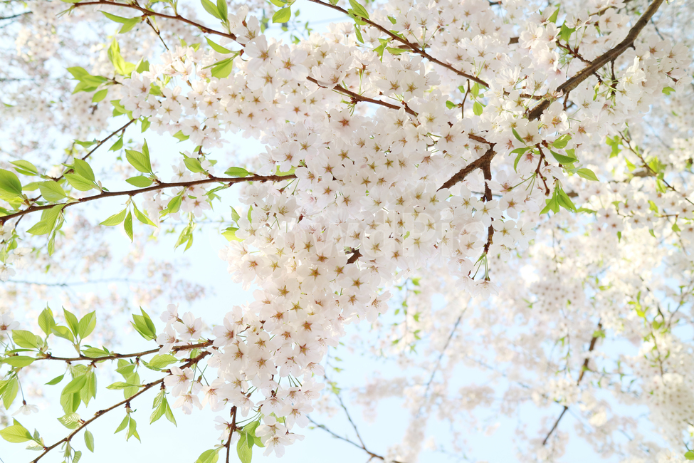 벚꽃,봄,꽃,벚나무,자연,식물,나무,배경,백그라운드,배경이미지,아름다움,꽃송이,계절,봄,계절,spring,season,식물,자연,plants,nature,꽃,flower,plant,blossom,cherry blossom