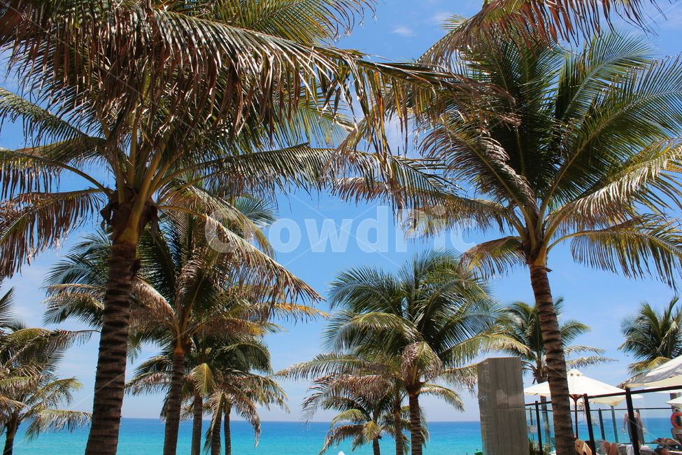 야자수,동남아,코코넛,식물,베트남,palmtree,plants,해변,바다,beach,sea,나무,trees,wood