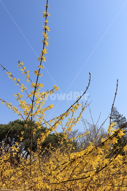 식물,plant,공원,풍경,개나리,꽃