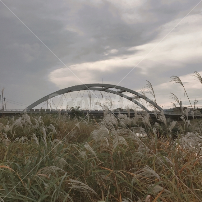 갈대,갈대밭,가을,가을풍경,풍경,자연,다리,가을,계절,fall,autumn,season,자연,풍경,nature,landscape,한국자연풍경,한국자연경관,korea nature landscape,plant,식물,grass,잔디,bridge,building,건물,lawn