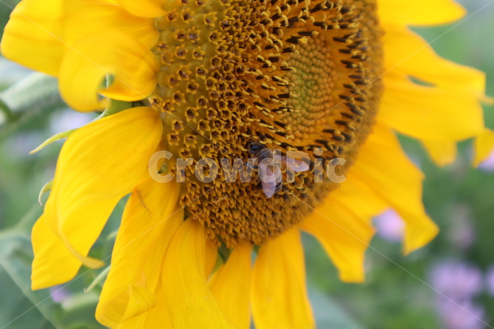 plant,해바라기,벌,식물,flower,blossom,sunflower,bee,animal,동물,insect,곤충,무척추동물,꿀벌,honeybee,식물,자연,plants,nature,꽃,flower