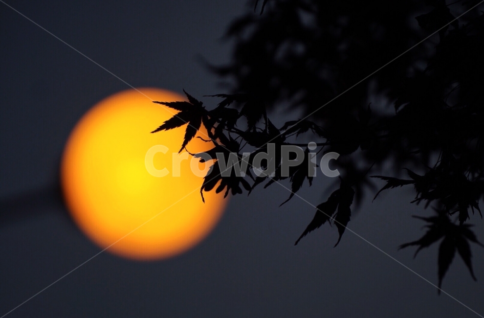 단풍,가로등,가을,달,야경,겨울,밤,야경,밤,풍경,nightscape,night,landscape,nature,자연,outdoors,옥외,silhouette,실루엣,bird,새,animal,동물