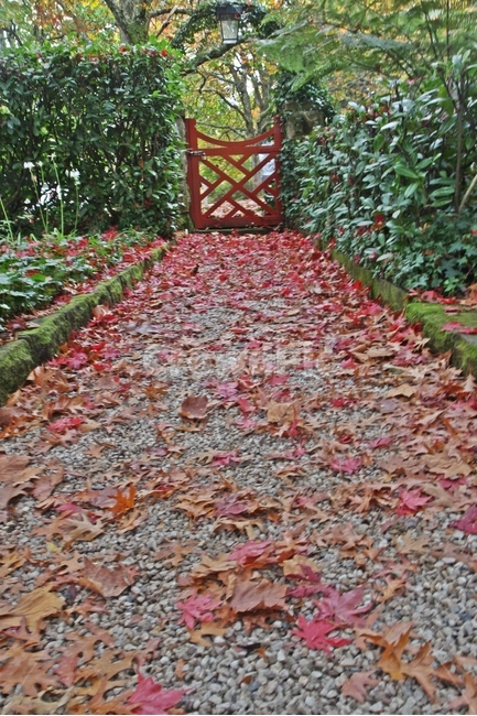 블루마운틴,블루마운틴단풍,가을,단풍,maple,가을,계절,fall,autumn,season,식물,자연,plants,nature,leaf,잎,plant