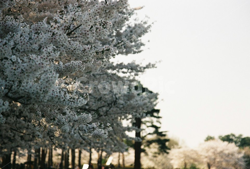 봄,꽃,벚꽃,하늘,필름,빈티지,나들이,데이트,피크닉,꽃놀이,봄,계절,spring,season,자연,풍경,nature,landscape,plant,식물