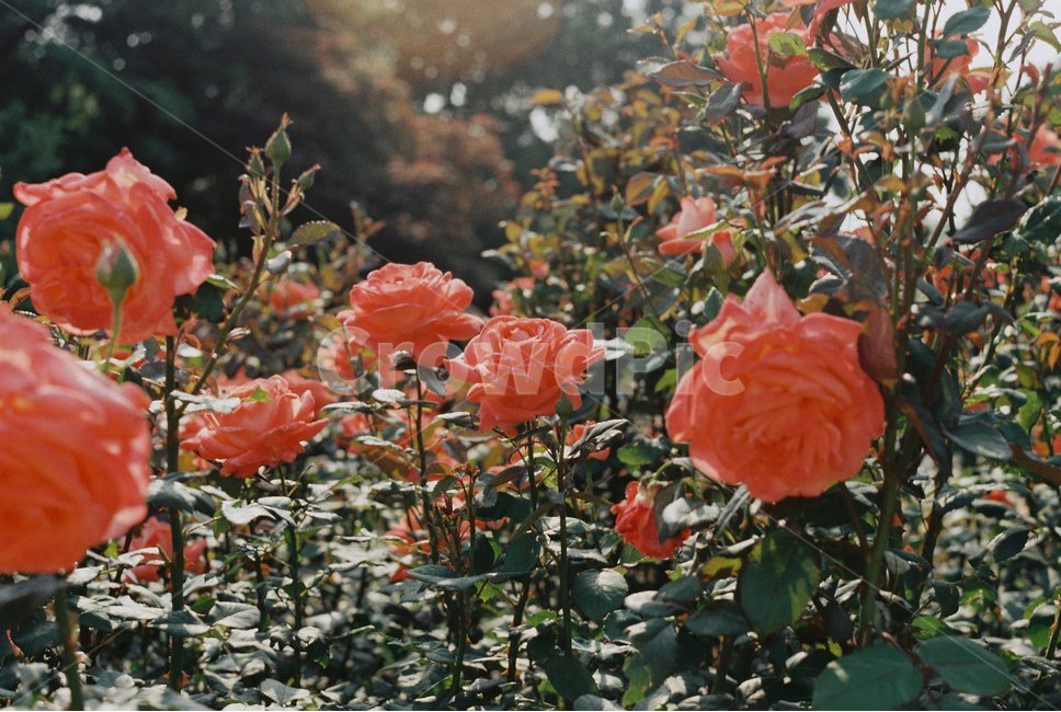 장미,장미꽃,꽃,rose,flower,roses,빨간색,color,red,식물,자연,plants,nature,꽃,flower