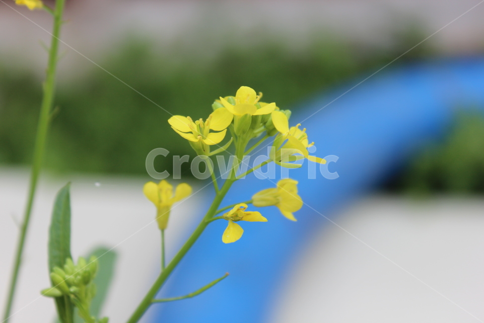 plant,식물,야생화,노란꽃,flower,식물,자연,plants,nature,꽃,flower