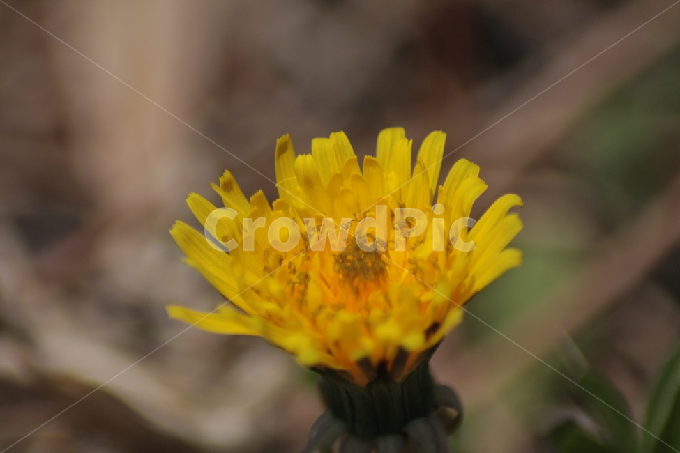 민들레,야생화,꽃,노란색,들꽃,flower,식물,자연,plants,nature,꽃,flower