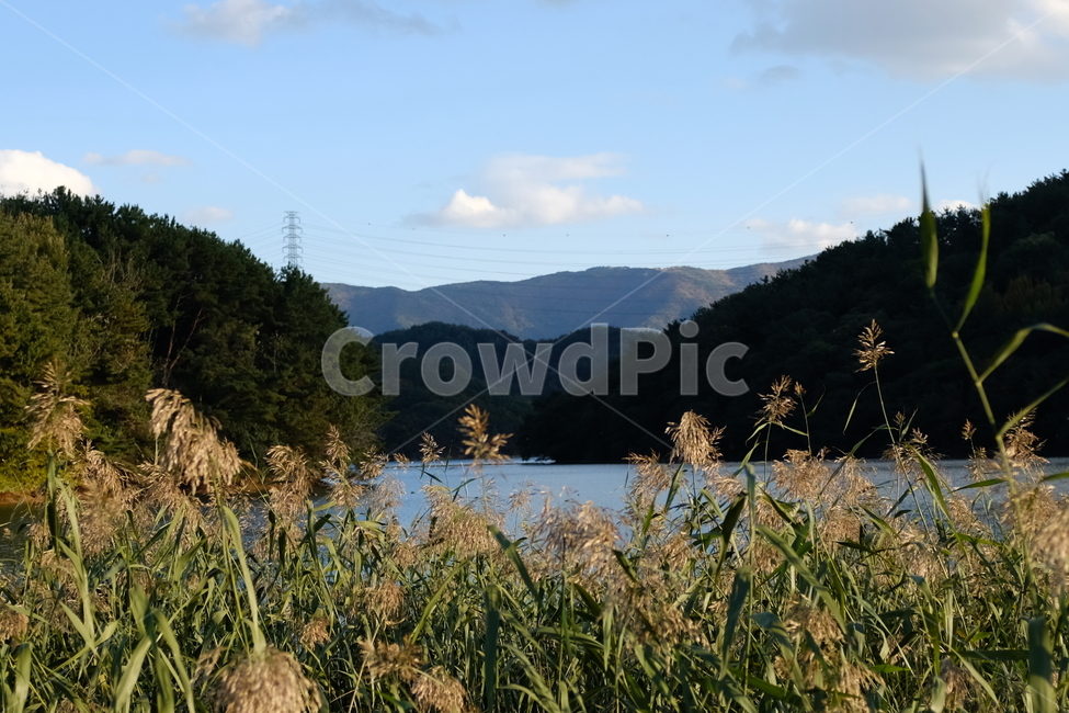 가을,갈대,배경,자연,억새,가을,계절,fall,autumn,season,자연,풍경,nature,landscape,plant,식물,grass,잔디,lawn,reed