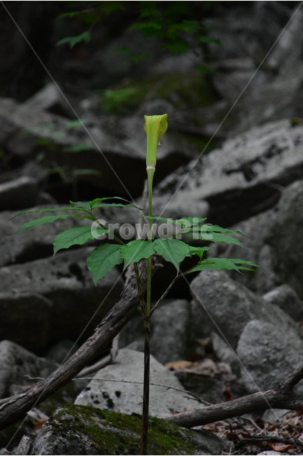 점박이천남성,야생화,생태,식물,자연,꽃,힐링,플라워,wildflower,flower,plants,nature,season,감성,느낌,emotion,feeling,초본,식물,자연,plants,nature