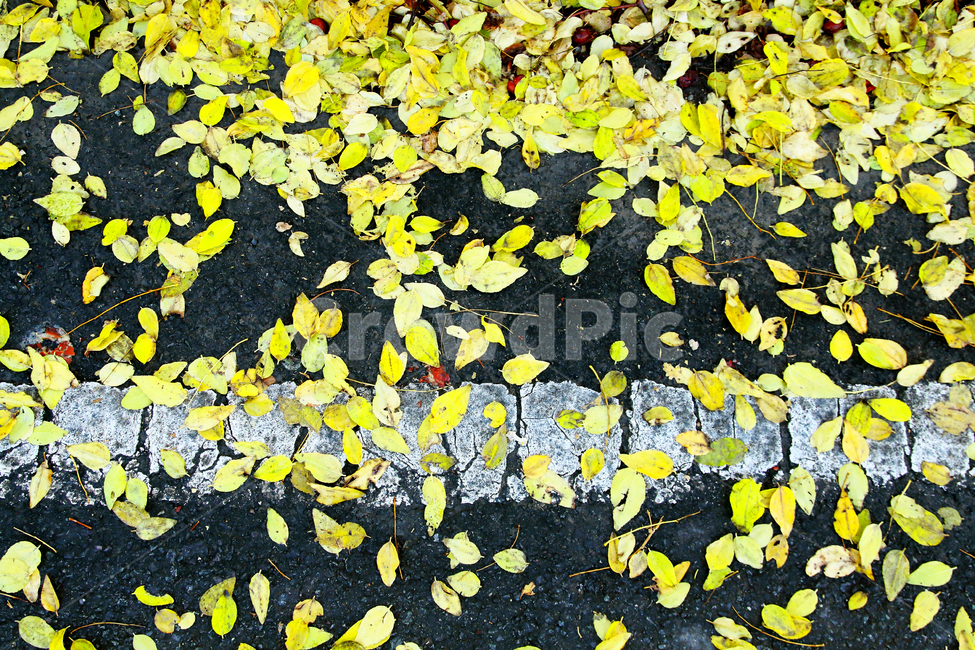단풍,낙엽,노란색,가을,도로,길,단풍길,가을,계절,fall,autumn,season,plant,식물