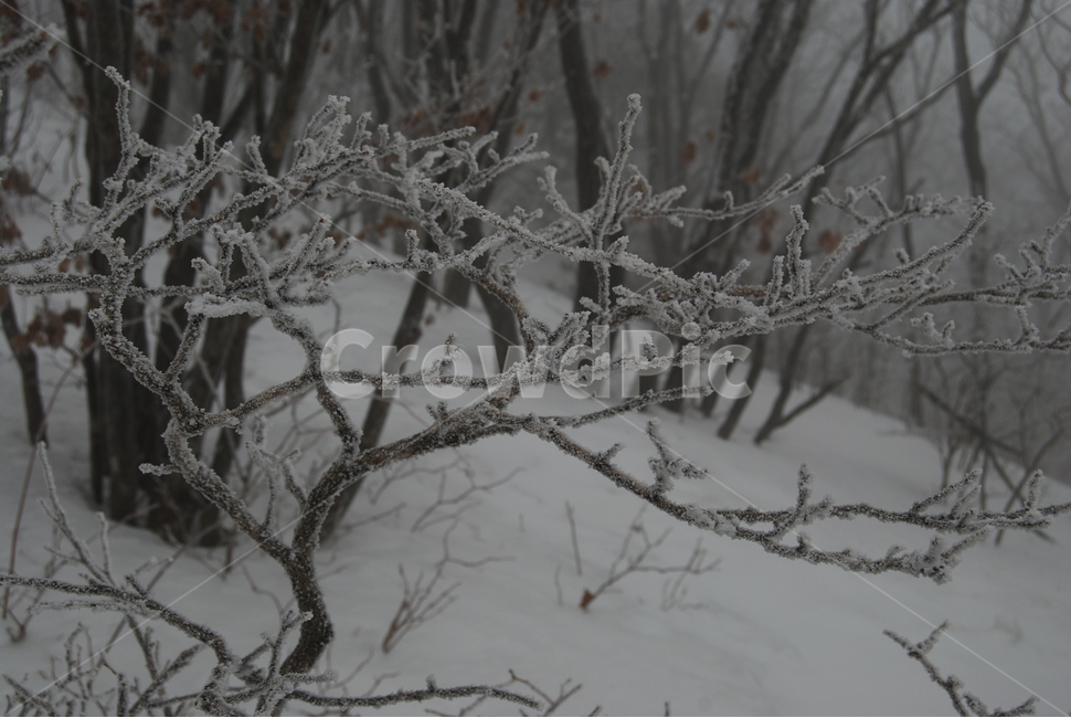 등산,계방산,힐링,자연,겨울,겨울산행,감성,풍경,계절,겨울이미지,겨울,계절,winter,season