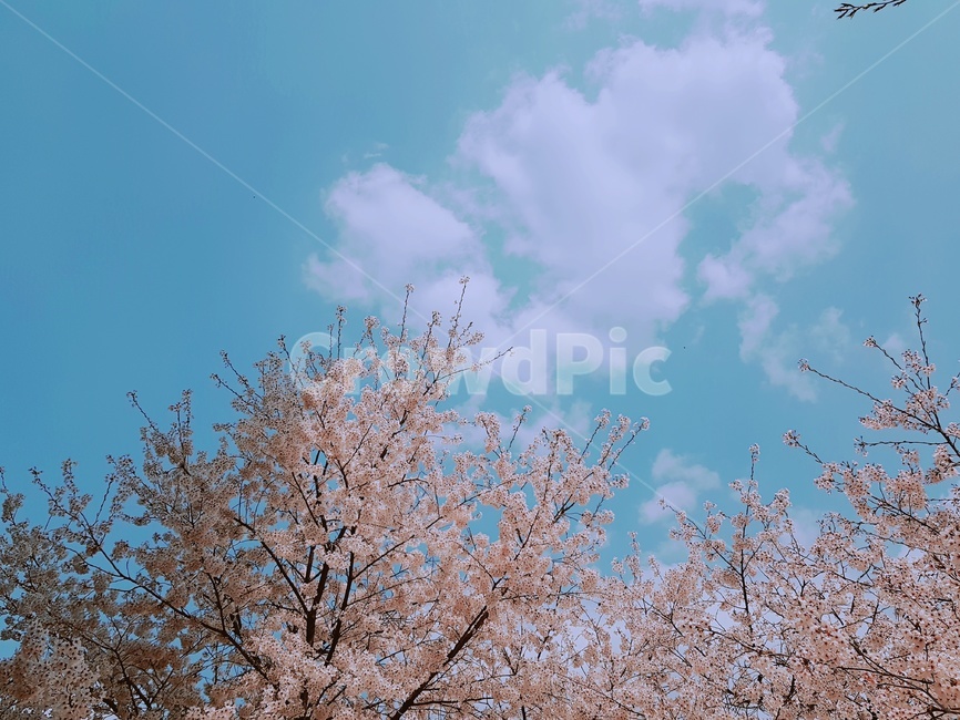 벚꽃,나무,분홍,분홍색,하늘색,푸름,자연,봄,하늘,구름,꽃