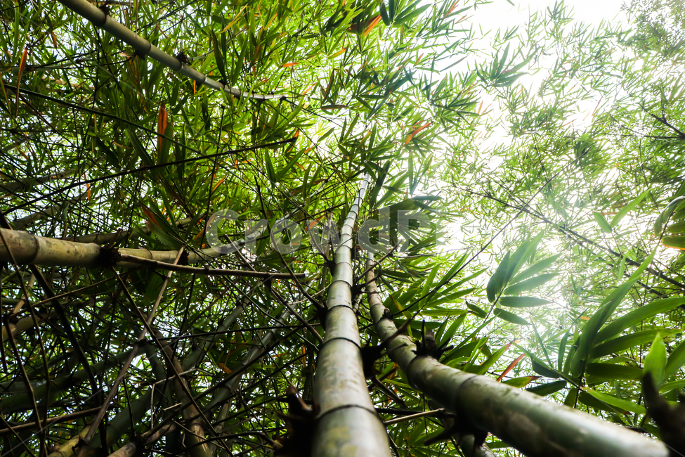 대나무,풍경,자연,대나무숲,나무,자연,풍경,nature,landscape,plant,식물
