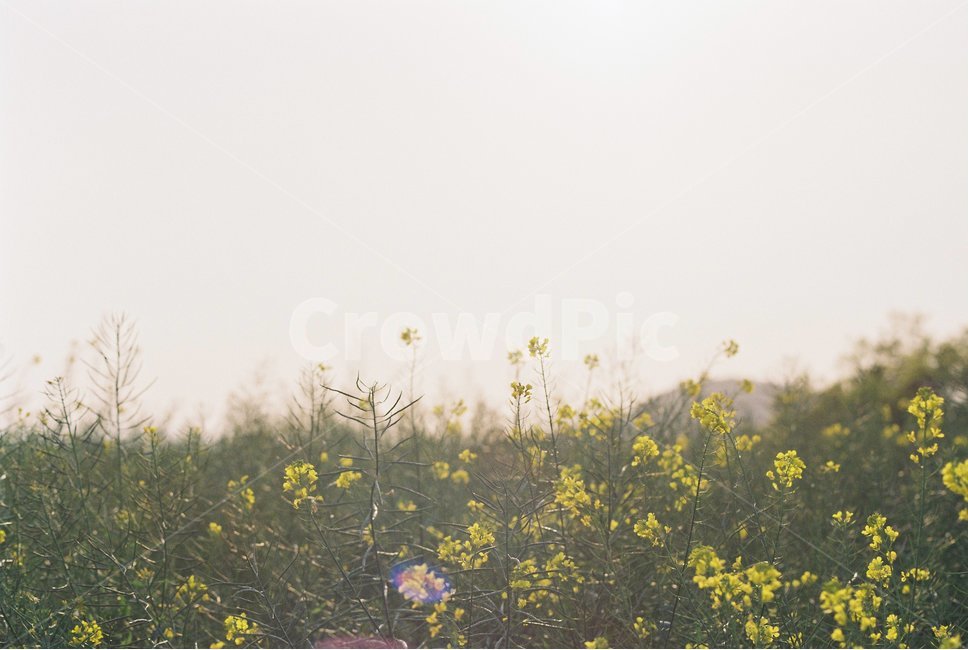 꽃,유채꽃,봄,봄풍경,자연,자연풍경,봄,계절,spring,season,식물,자연,plants,nature,꽃,flower,감성,sensible,feeling,grassland,목초지,field,들,outdoors,옥외,rural,농촌,farm,농장,meadow