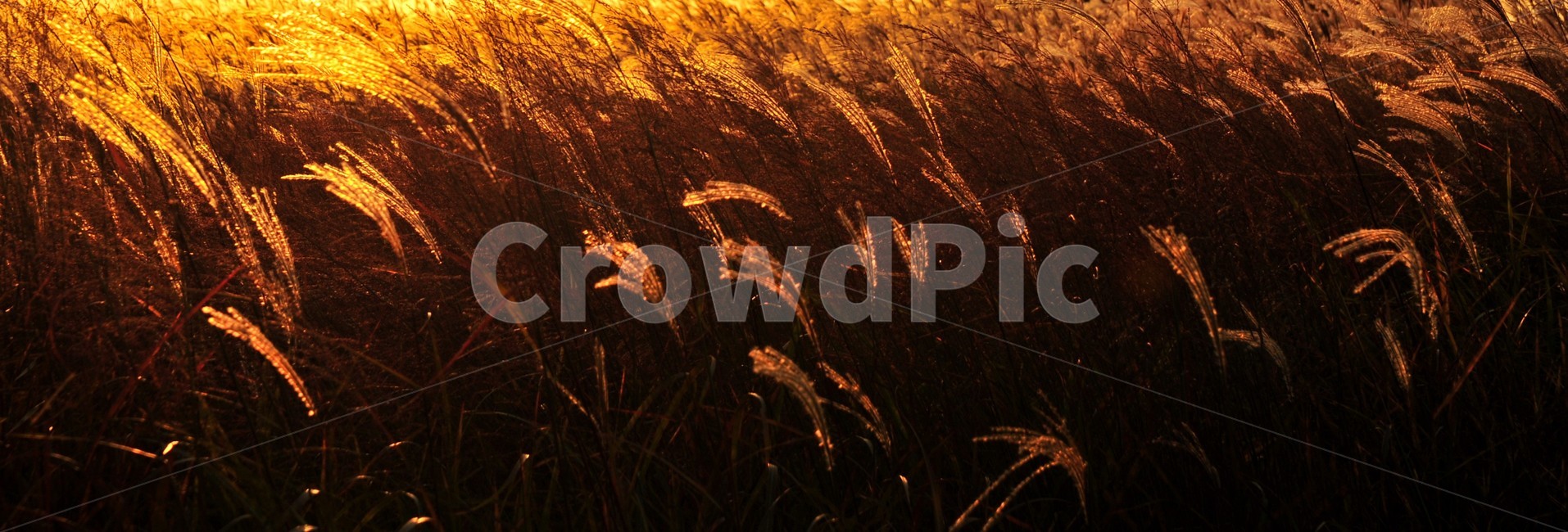 가을,가을날,가을풍경,갈대,reed,lawn,grass,식물,plant,바람,일몰,황혼,저녁,가을,계절,fall,autumn,season,자연,풍경,nature,landscape,잔디
