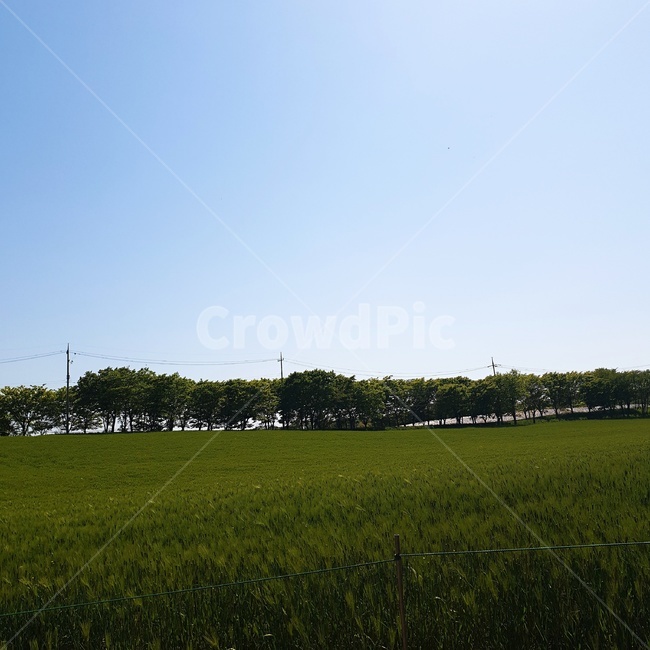 plant,식물,자연,nature,field,시골풍경,자연,풍경,nature,landscape,grass,잔디,들,grassland,목초지,outdoors,옥외