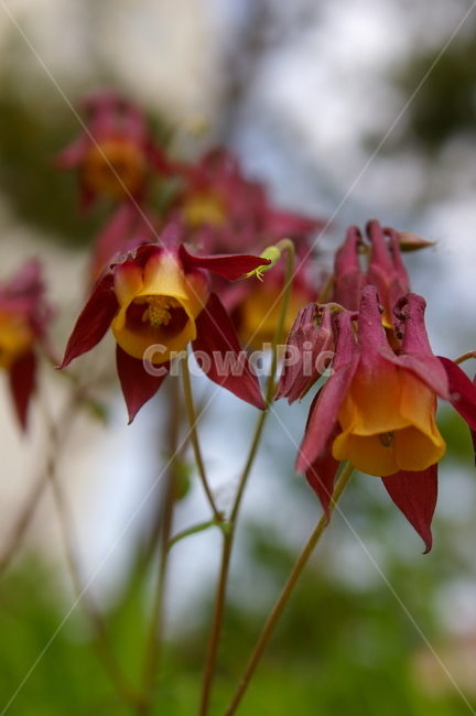 꽃,식물,plant,flower,blossom,클로즈업,봄꽃,식물,자연,plants,nature,꽃,flower