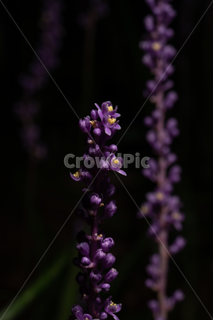 보라색,보라,맥문동,귀여운,작은,꽃,여름꽃,꽃,flower