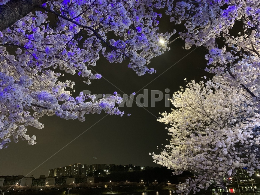 plant,cherryblossom,벚꽃,꽃,blossom,밤,감성,봄,계절,spring,season,식물,cherry blossom,flower
