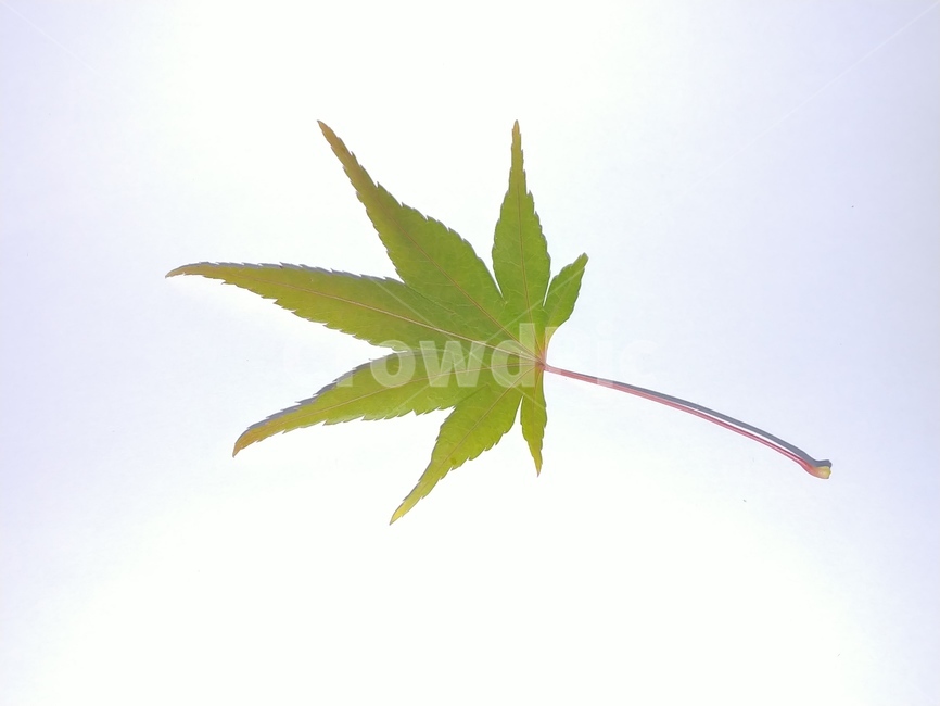 가을,단풍,나뭇잎,단풍잎,낙엽,잎,leaf,식물,나무