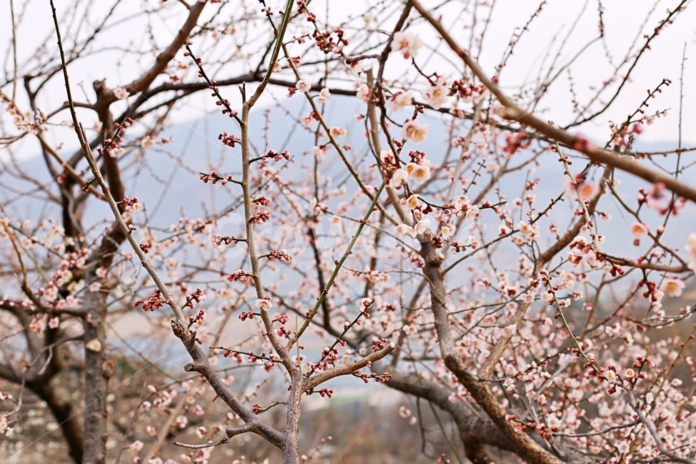 hadong,하동,매화축제,매화,매화꽃,꽃,flower,봄,계절,spring,season,식물,자연,plants,nature,꽃,flower,plant