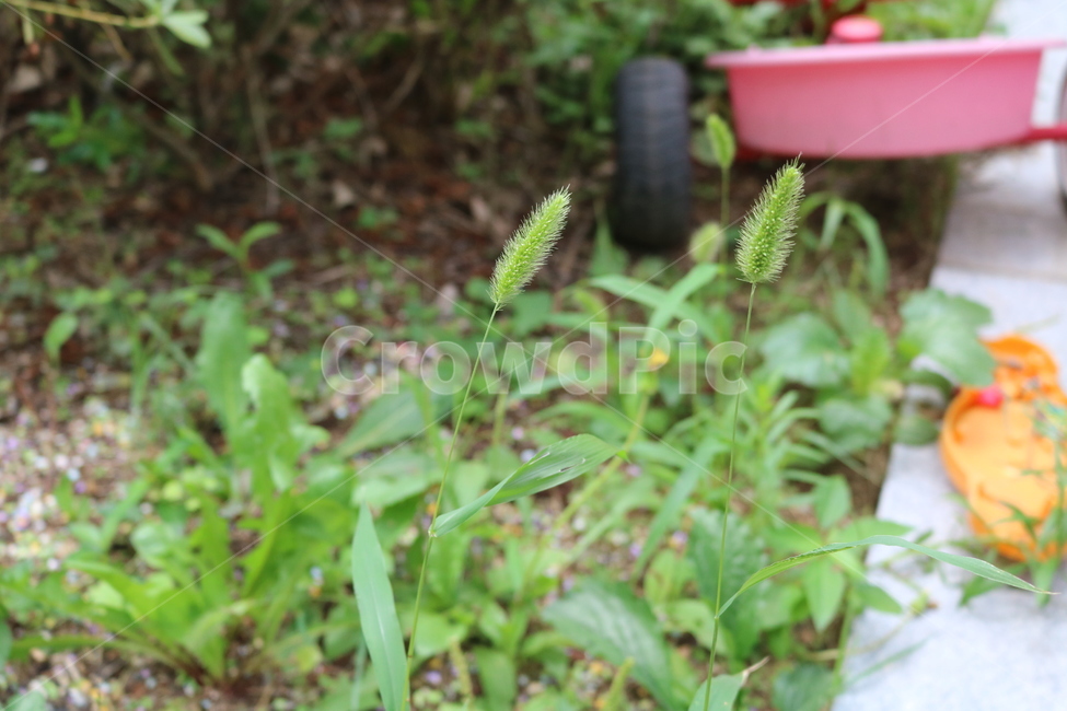 강아지풀,자연,식물,어린이자전거,foxtail,plant,nature