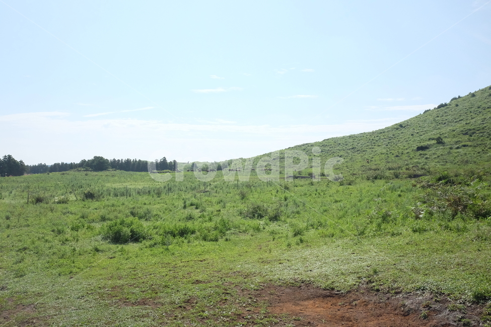 제주도,자연풍경,오름,용눈이오름,초원,자연,풍경,nature,landscape,outdoors,옥외,field,들