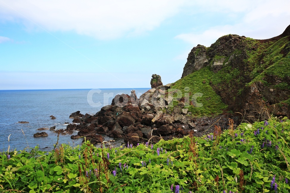 promontory,곶,nature,자연,outdoors,옥외,grass,잔디,plant,식물,ocean,대양,sea,바다,water,물,shoreline,해안선,제주,섭지코지,해변,자연,풍경,nature,landscape