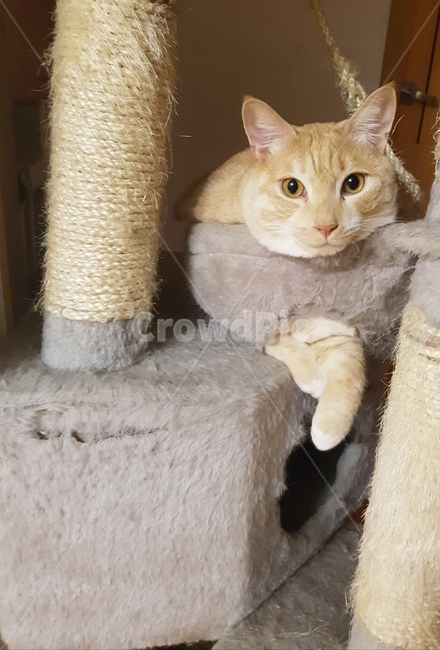 동물,고양이,코리안숏헤어,냐옹이,코숏